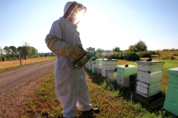 Colorado Hemp Honey