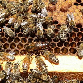 Colorado Hemp Honey for Pets Colorado Hemp Honey for Pets